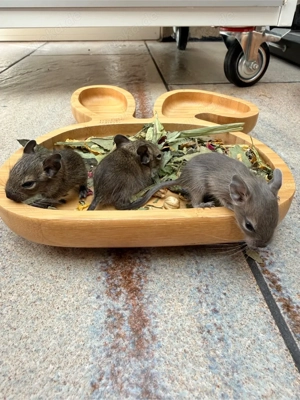 Degu-Papa sucht Für-Immer-Zuhause mit drei Babys