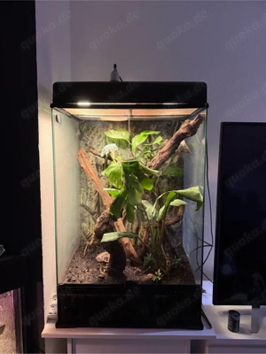 chamäleon Furcifer pardalis 