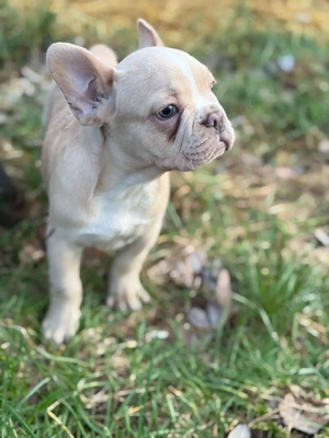 Französische Bulldoggen Welpen in liebevollen Händen abzugeben 