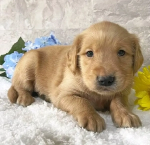 Golden-Retriever-Welpen WhatsApp: (15510055069)