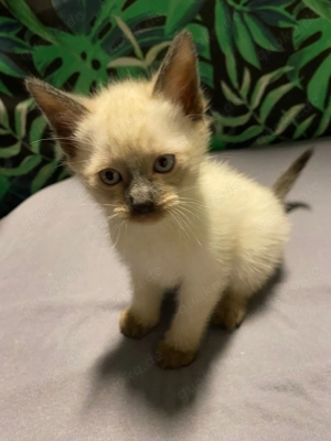Siam Kitten (Seal & Lynx Point)   verspielt & sozialisiert   ab April