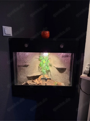 kaiserskorpion mit eck terrarium 