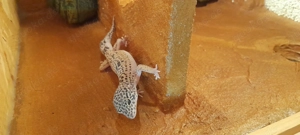 Leopardgecko Weibchen DNZ 2025 