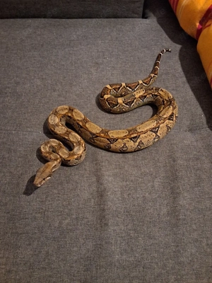 0.1 Boa Imperator Nz25 