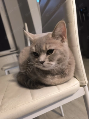 BKH Katze weiblich in der Farbe lilac-Creme 