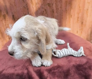 Rubi sucht ihr Glück 