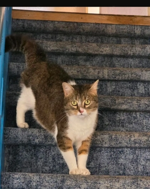 Katze Lilly sucht ein Zuhause 