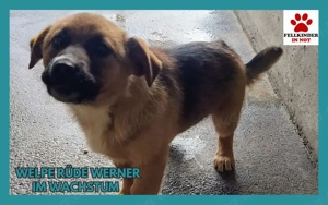 Welpen Mischlingsrüde Werner sucht seine eigene Familie