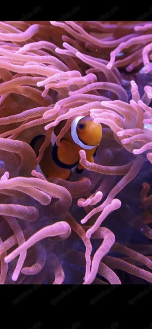 Clownfisch Paar, Anemonenfisch