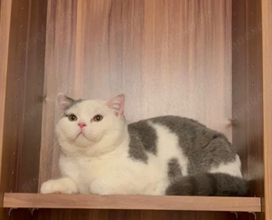 bkn wunderschöne Kater