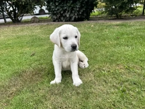 Labrador Retriever Welpen!! Bild 4