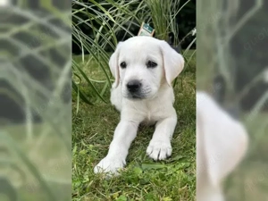Labrador Retriever Welpen!! Bild 3