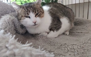 Missy - zuckersüß & unkompliziert!