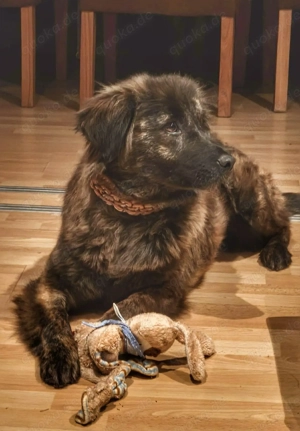 Verschmuste Yuki sucht ihr Für-Immer-Zuhause!