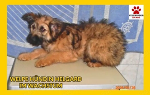 Welpen Mädchen Helgard wüncht sich eine Familie