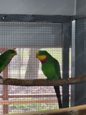 Barrabandsittich   Schildsittich 