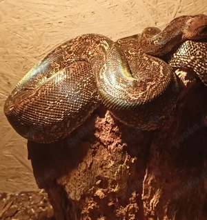 Boa constrictor imperator Leopard 180 cm 