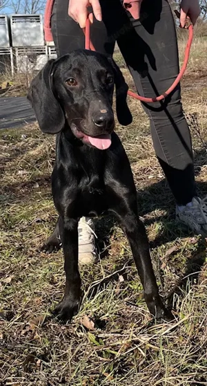 Borsod, zzt. in Ungarn, ist ein Jagdhund-Welpe und dementsprechend verspielt