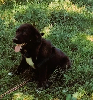 Menschenbezogener Joshi 