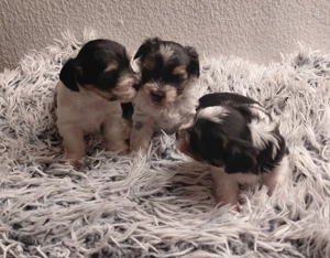 Biewer Yorkshire Terrier