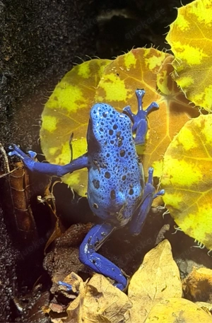 1.1 Dendrobates Tinctorius Azureus 