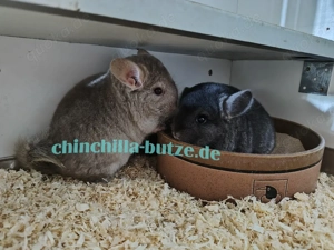 Chinchilla Böckchen zur Abgabe 