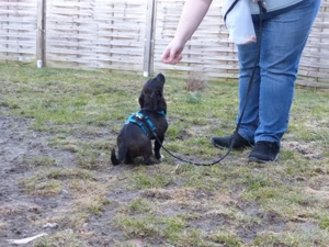 Pius sucht sein Zuhause