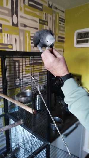 Wunderschönes Graupapagei-Weibchen   Handaufzucht in liebevolle Hände abzugeben