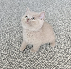 BKH Katzenbaby Katzen baby Blue und Lilac 