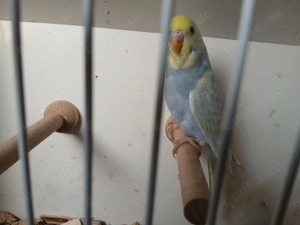 Wellensittich rainbow 