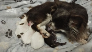 Reinrassige-Langhaar-Chihuahua-Welpen