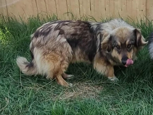 Kleiner Hundebub Koko