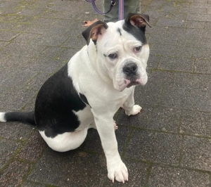 Old Englisch Bulldog Rüde 12 Monate