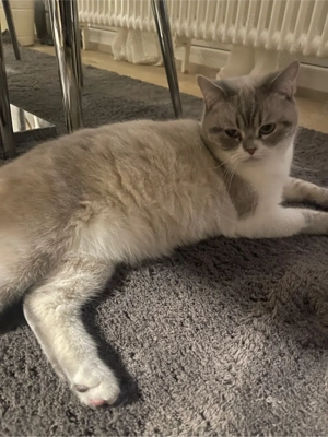 Wurfankündigung    Reinrassige BKH