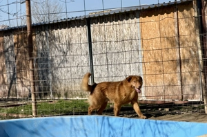 Vilmos, z. Zt. in Ungarn, ist neugierig auf das Leben und einfach herrlich unbedarft.