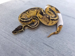 0.1 Pastel Piebald het. Albino Königspython 