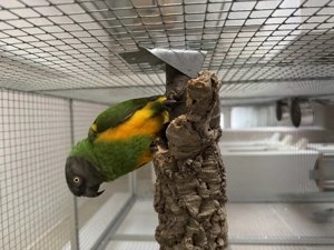 0,1 Mohrenkopfpapagei