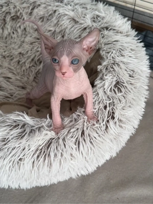 Wunderschöne Sphynx Elf Babys zur Reservierung