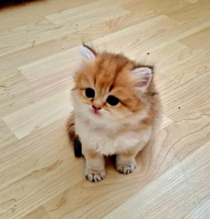 BKH Deckkater mit Stammbaum  Bild 4