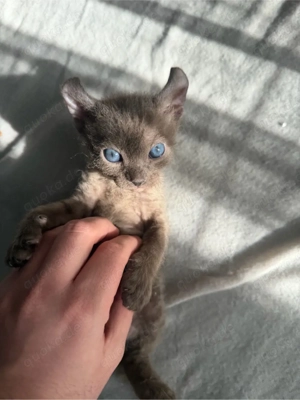 Wunderschöne Sphynx Elf Babys zur Reservierung