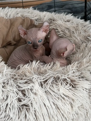 Wunderschöne Sphynx Elf Babys zur Reservierung