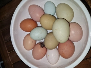 Bunte Bruteier von glücklichen Hühnern