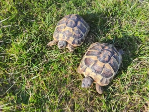 Griechische Landschildkröten aus 2021