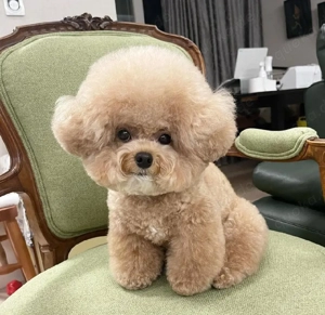 Verfügbare Bichon Frisé Welpen.