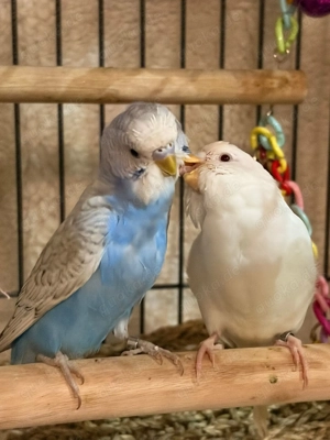 2 Wellensittiche abzugeben Mit Voliere 