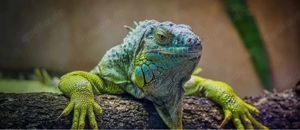 Suche Leguan Männchen 