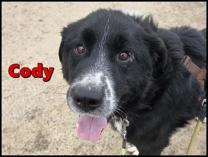 lieber großer Bernhardiner Mischling Cody sucht ein Zuhause auf dem Land