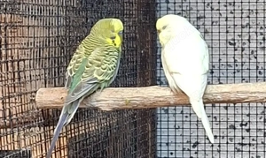 Wellensittiche  Bild 3