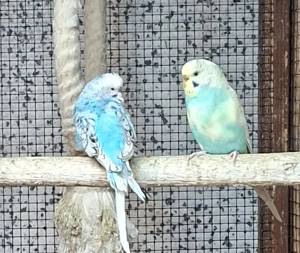 Wellensittiche  Bild 4