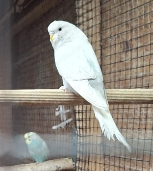 Wellensittiche  Bild 5